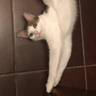 an ordinary cat basically